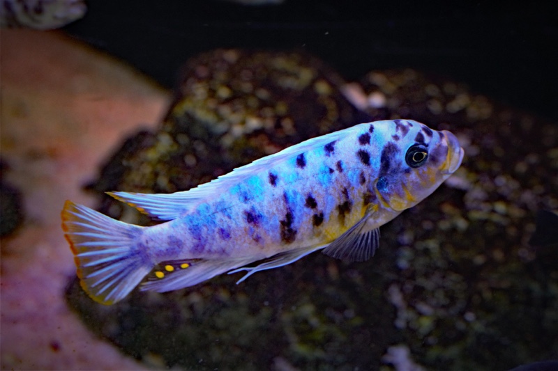 Maylandia fainzilberi 'Lupingu'